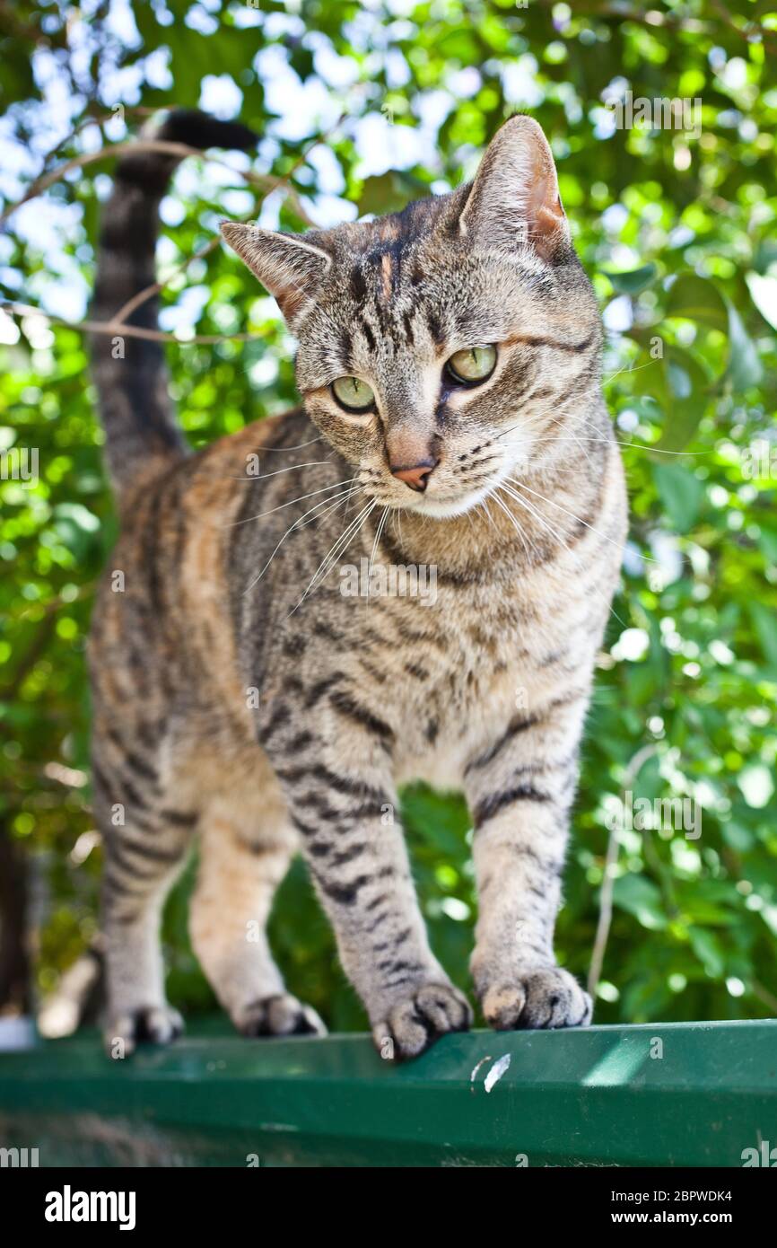 Les Couches De Chat Le Long De La Rue. Rue Cat. Le Chat Se Trouve Sur La  Barrière. Chat Par La Mer. Chats Rouges. Pet Abandonné. Photo stock - Image  du chats