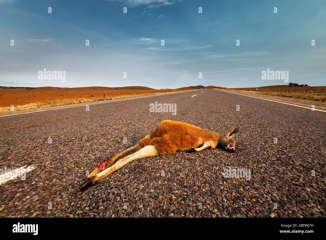 Scène typique vue quotidiennement sur les routes australiennes. Banque D'Images