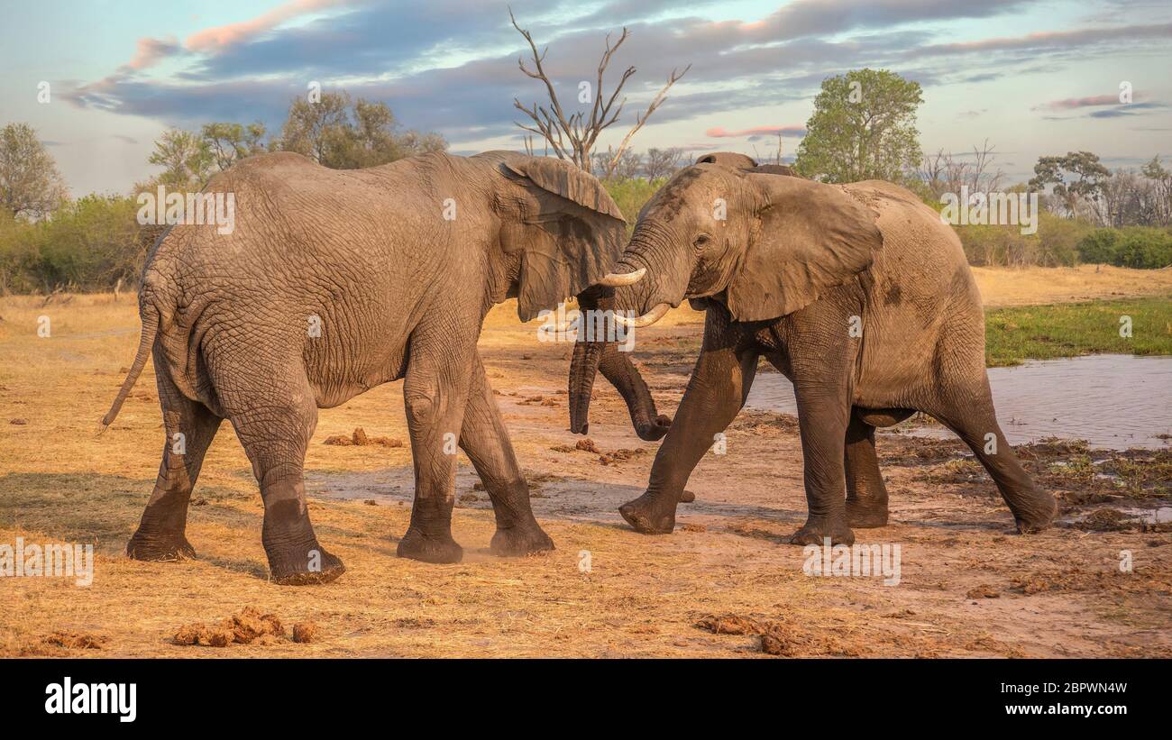 Deux éléphants d'Afrique mâles (Loxodonta africana) sont agressants au bord d'une rivière dans le nord du Botswana. Banque D'Images