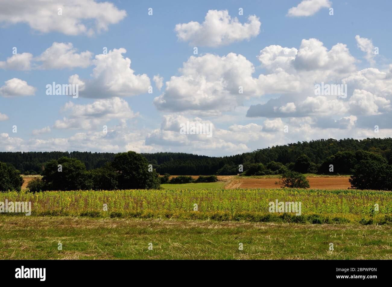 Sommerlandschaft im Saarland nahe Losheim am See. Banque D'Images