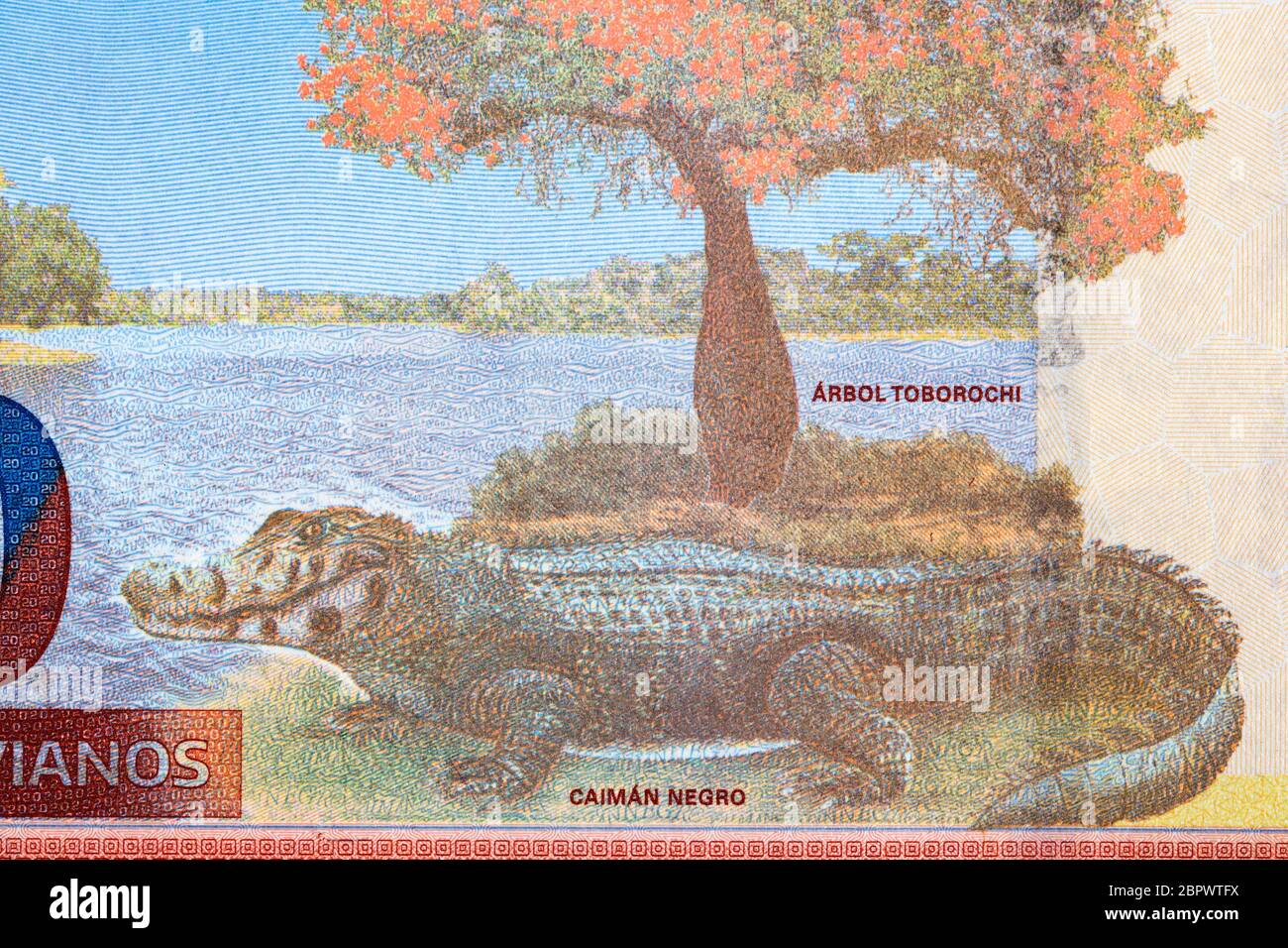 Caïman noir Portrait de l'argent bolivien Banque D'Images