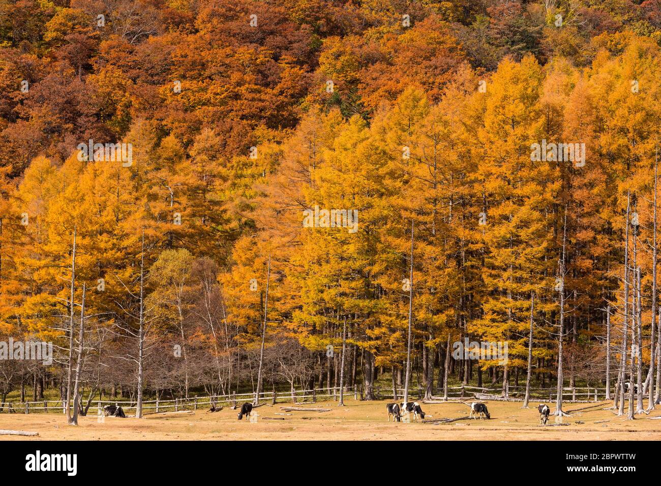 Paysage de forêt d'automne Banque D'Images