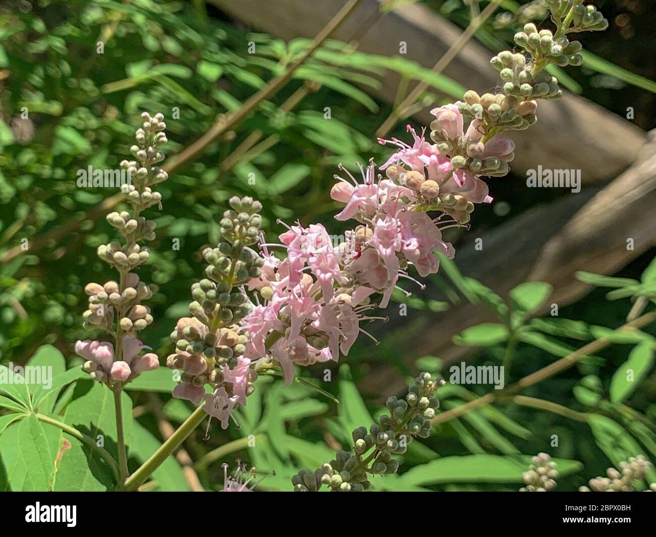 Vitex agnus-castus fleurit sur le jardin. Le Saint Mont Athos Banque D'Images