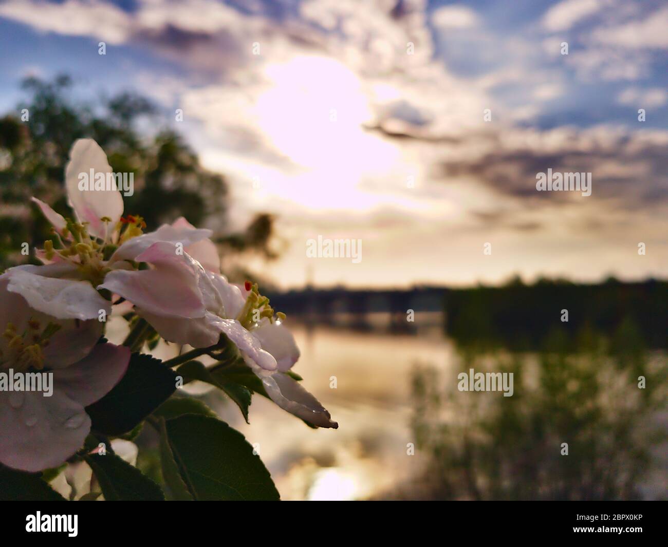 Photo de la fleur de pomme sur le fond d'une rivière large Dnipro à Kiev et regardant la rive opposée et le pont Banque D'Images