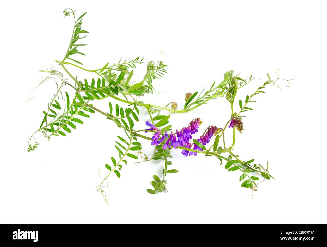 Vicia craca vesce touffeté, vesce de vache, vesce d'oiseau, vesce bleue, vesce boréale. Isolé Banque D'Images