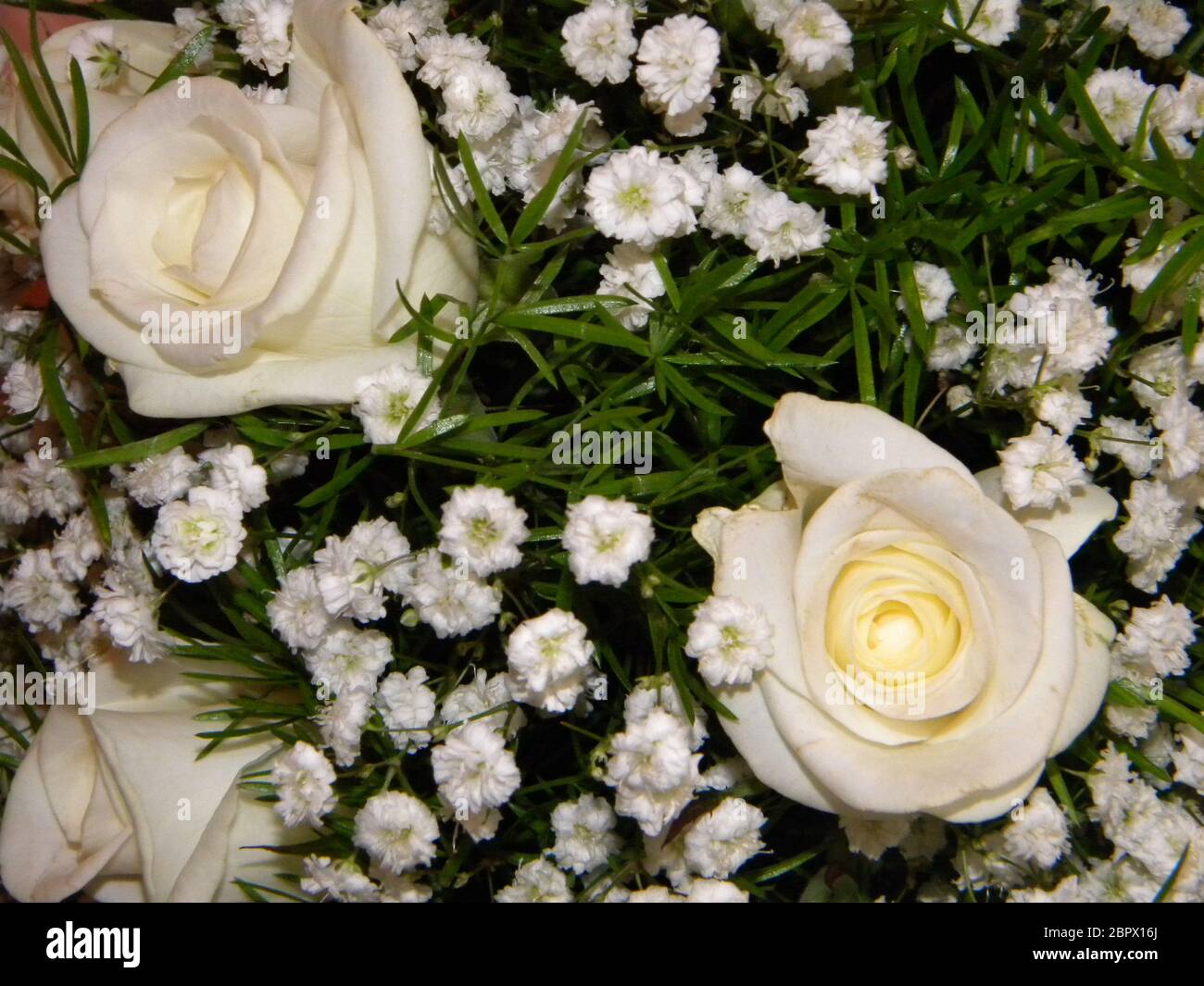 Bouquet de roses blanches avec petites fleurs blanches Photo Stock - Alamy