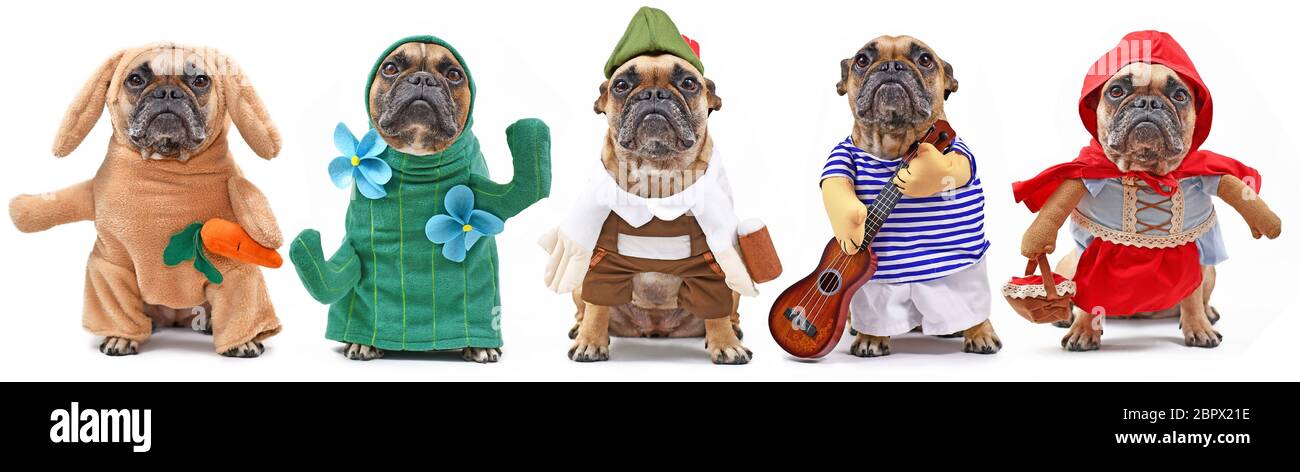 Les Variations De Costume De Chien Drole Avec Le Bulldog Francais Habille Comme Lapin Cactus Bavarois Musicien Et Cagoule Rouge Photo Stock Alamy