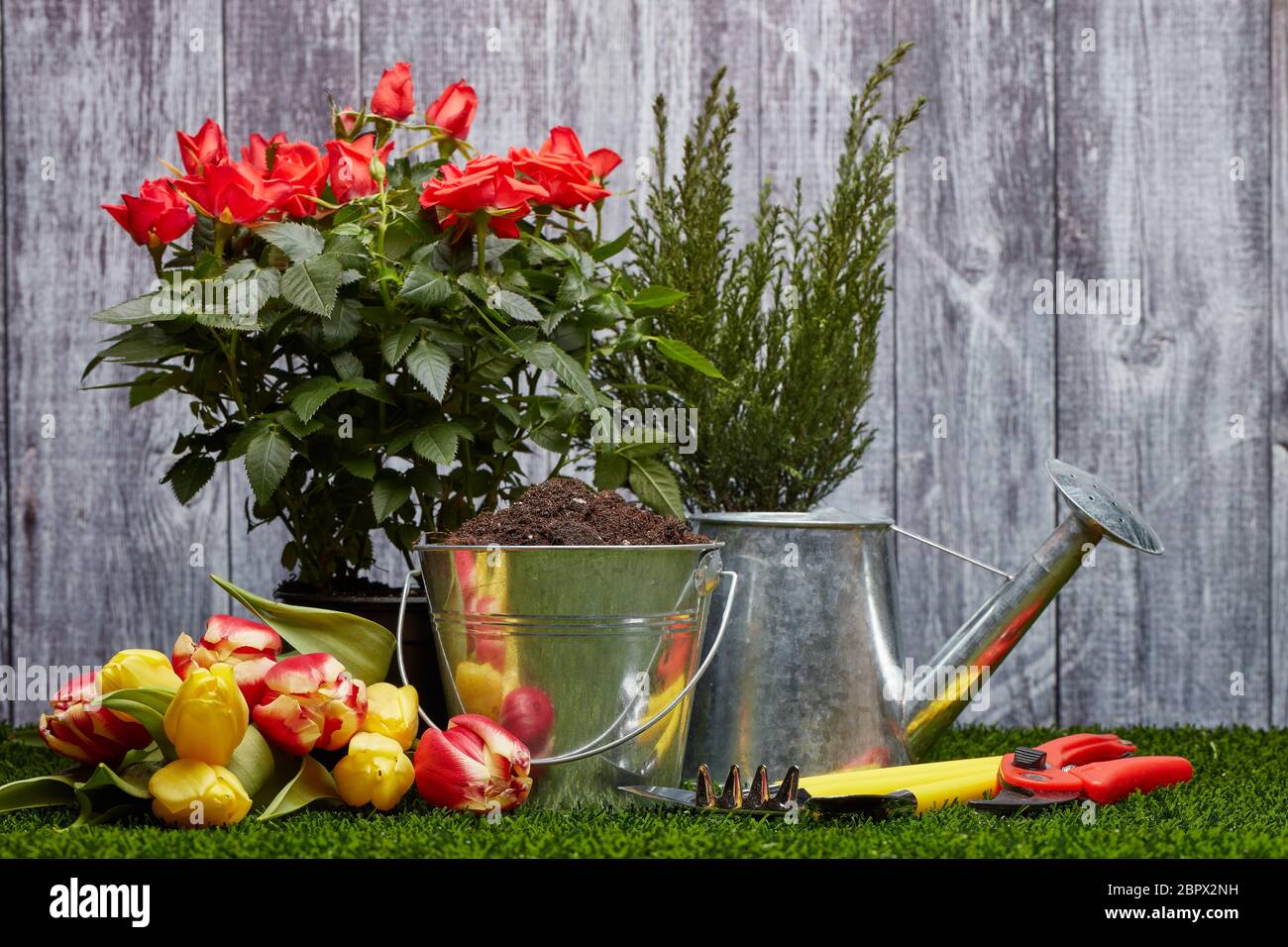 Encore la vie avec des outils de jardinage, arrosoir, seau avec le sol, tulipes fraîches et roses fleurs qui pond sur une herbe verte sur un fond gris en bois Banque D'Images