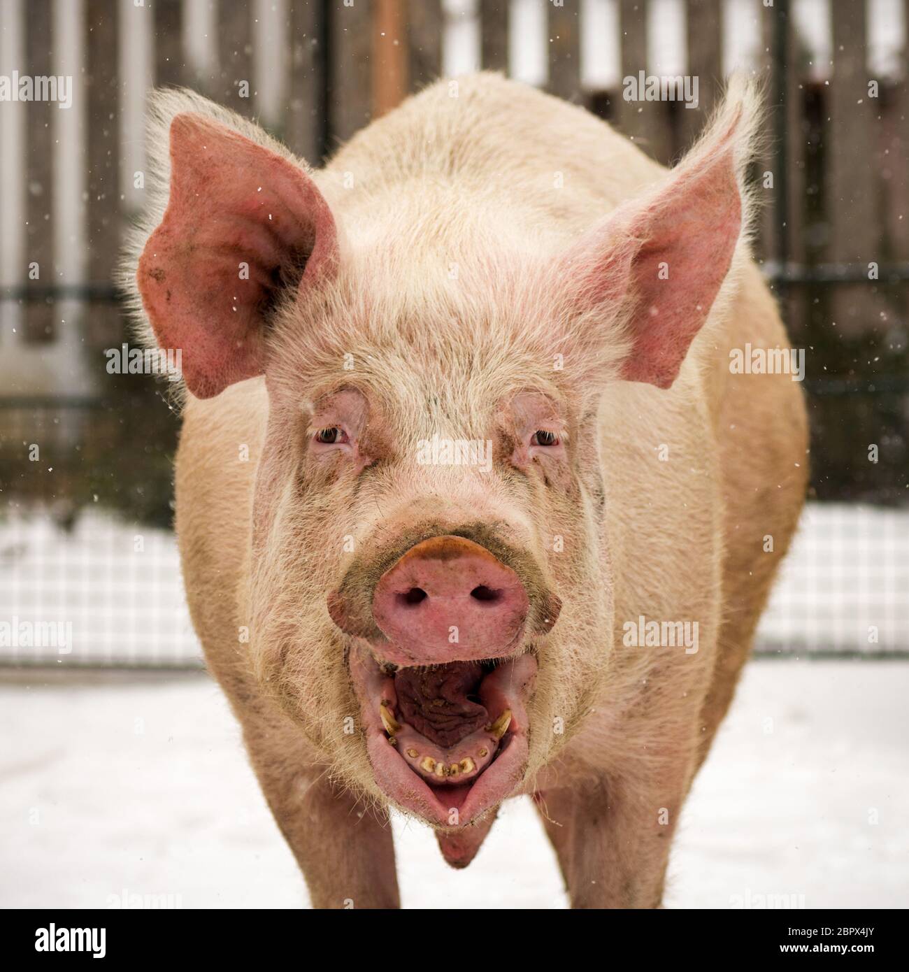 Portrait animal de rire drôle grand cochon à l'extérieur. Banque D'Images