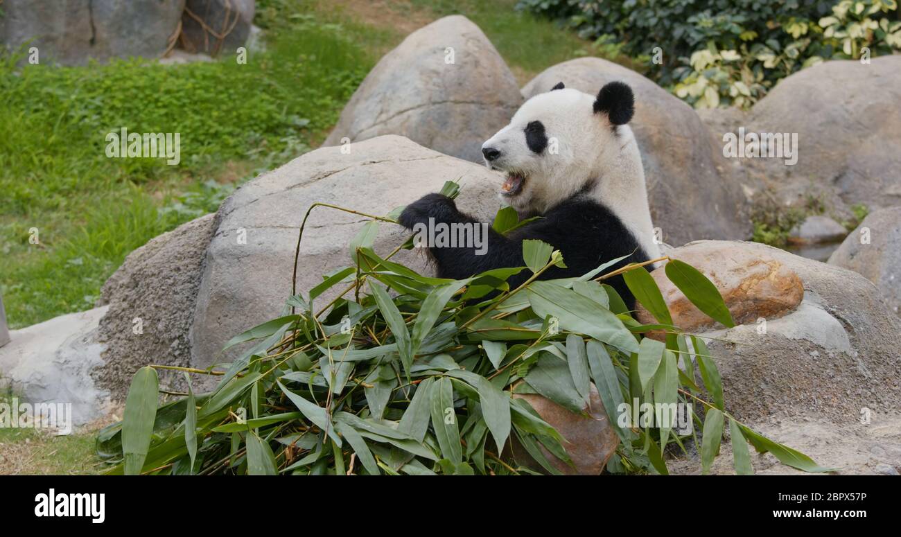 Panda mangez du bambou vert au parc du zoo Banque D'Images