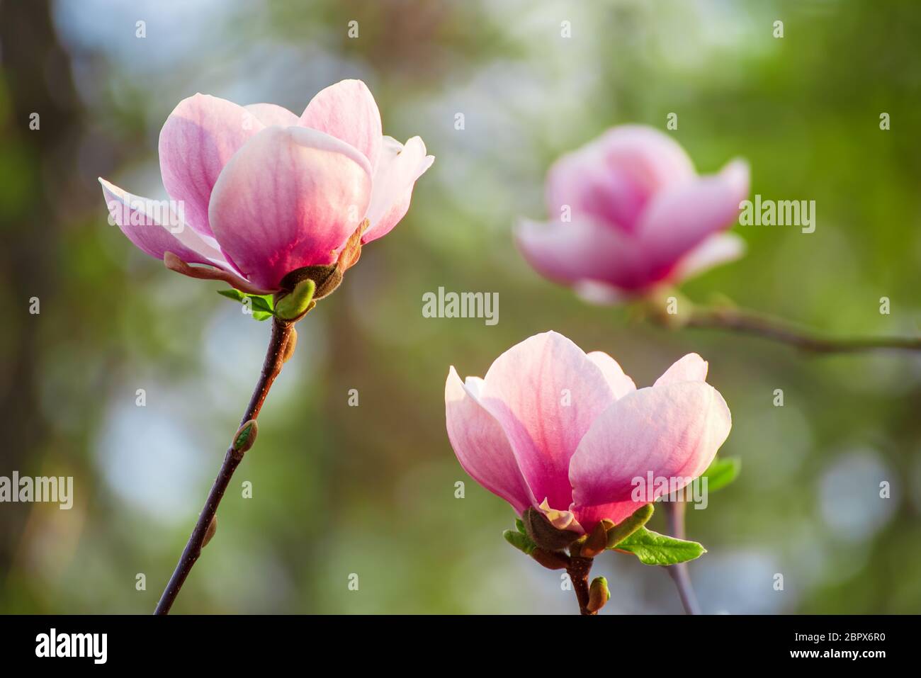 Fleurs de magnolia rose au printemps, fond floral naturel saisonnier Banque D'Images