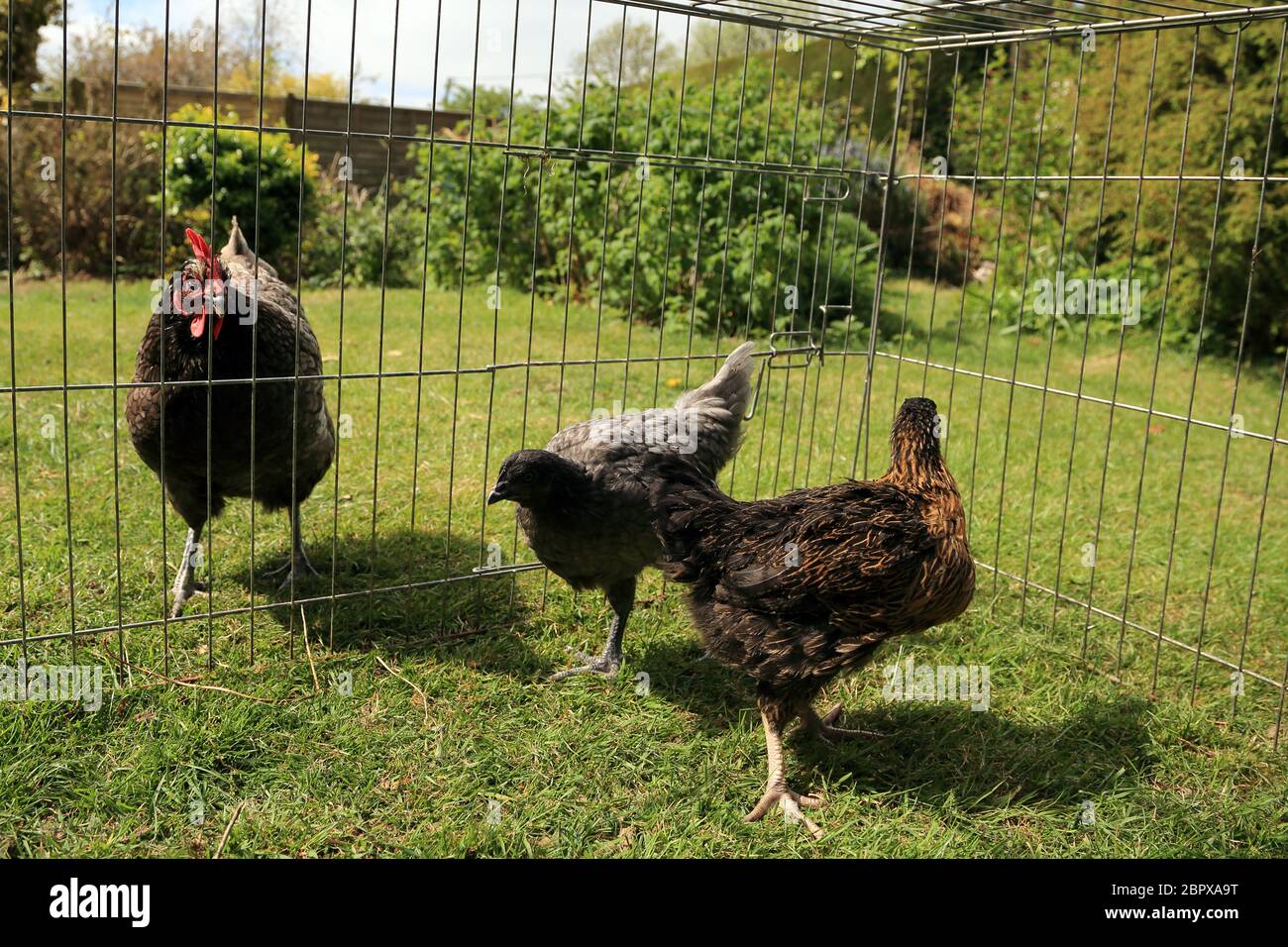 Des poulets de 10 semaines sont introduits dans un jardin de poule plus âgée dans le Kent, en Angleterre, au Royaume-Uni Banque D'Images