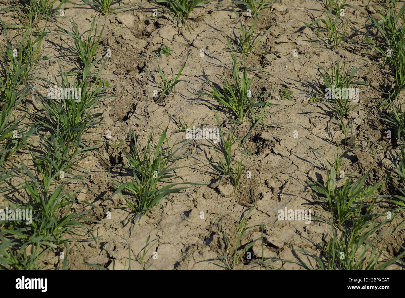 Le champ de blé d'hiver, faire la vinaigrette de semis. racine La fertilisation sur le champ de blé. Banque D'Images