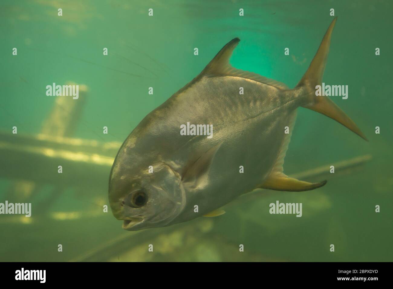 Serrasalmus nattereri piranha rouge nager sous l'eau en eaux troubles Banque D'Images