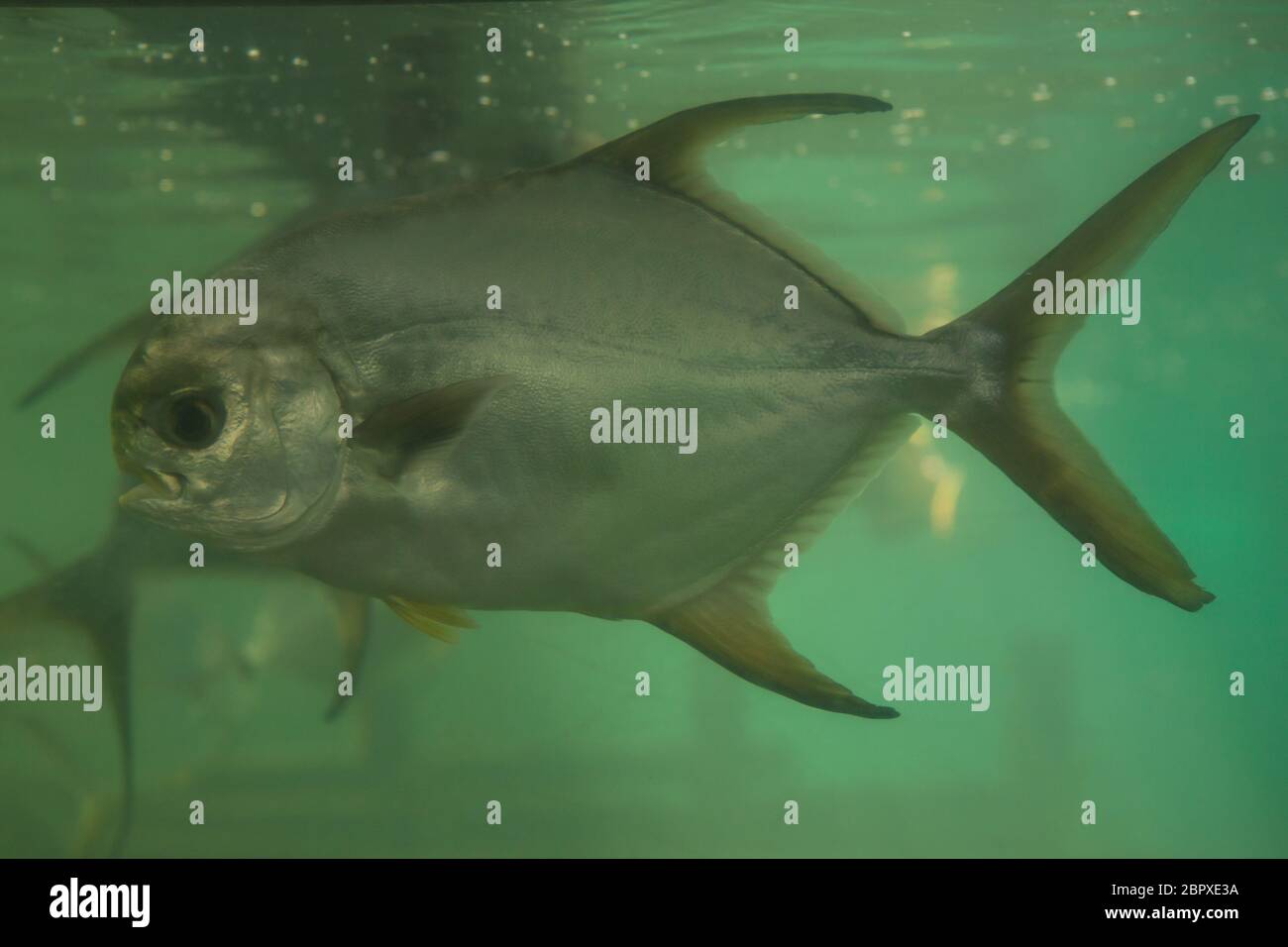 Serrasalmus nattereri piranha rouge nager sous l'eau en eaux troubles Banque D'Images