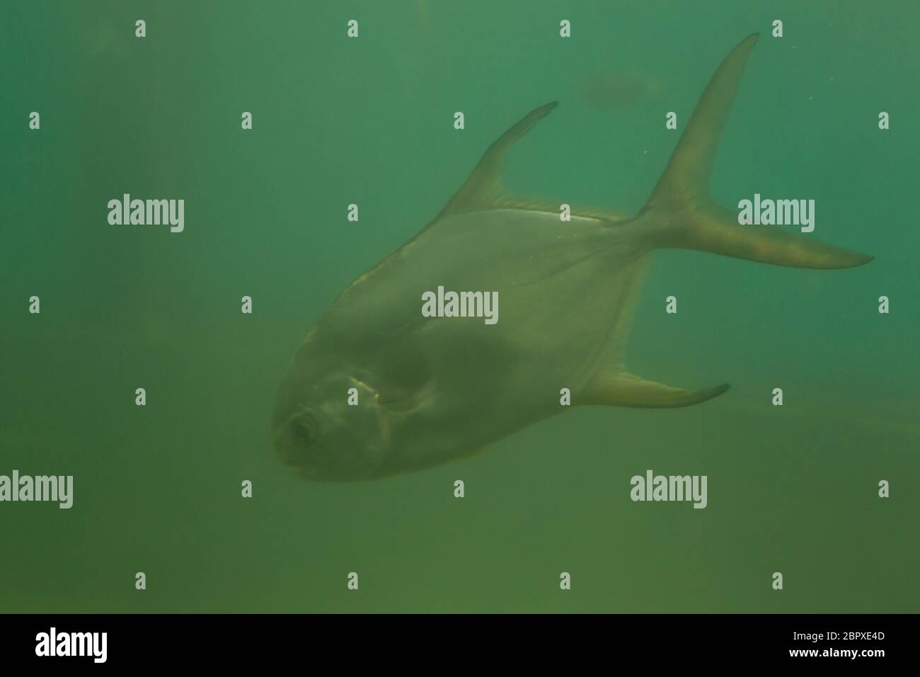 Serrasalmus nattereri piranha rouge nager sous l'eau en eaux troubles Banque D'Images