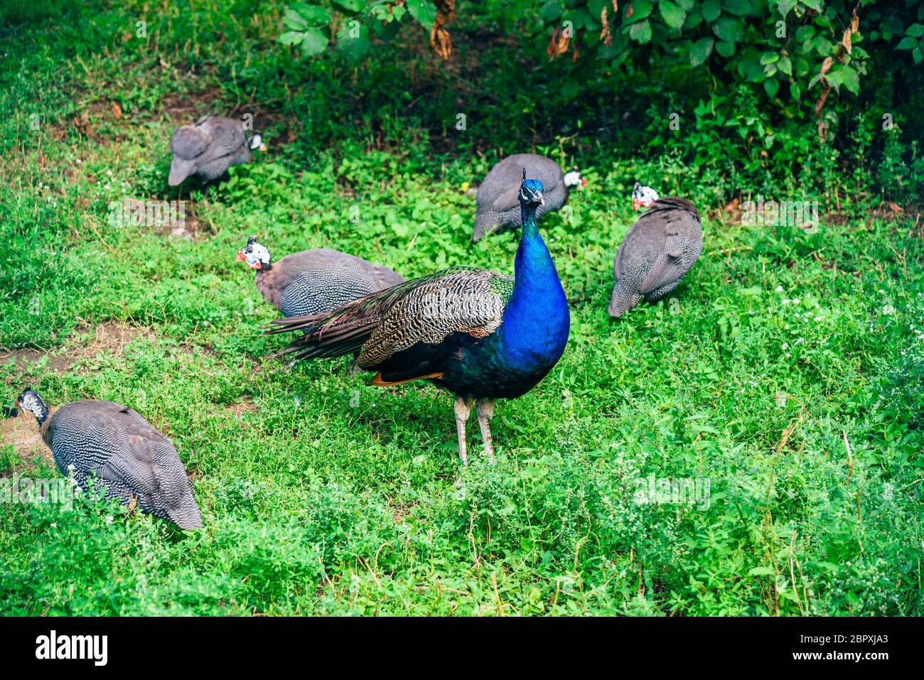 Peacock troupeau sur pelouse verte en ferme. Banque D'Images