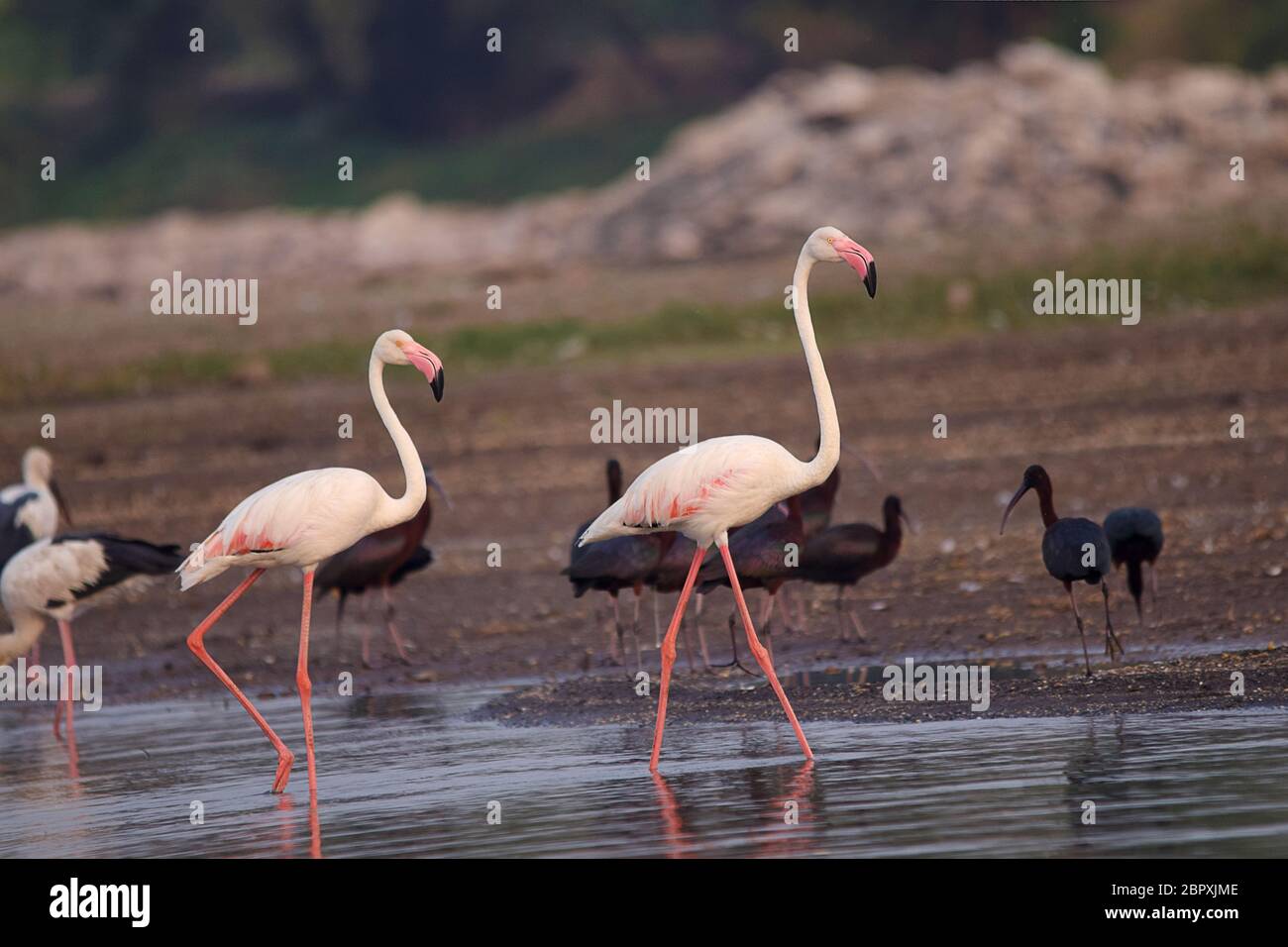 Grand Flamingos, Phoenicopterus roseus, Bhigwan, Maharashtra, Inde Banque D'Images