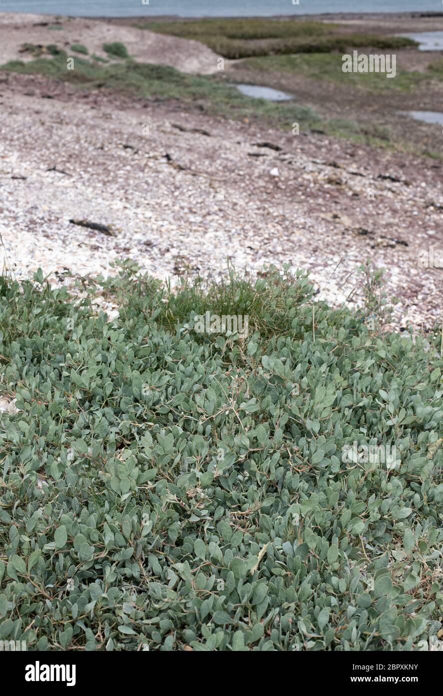 Usine côtière de Sea Pea Banque D'Images