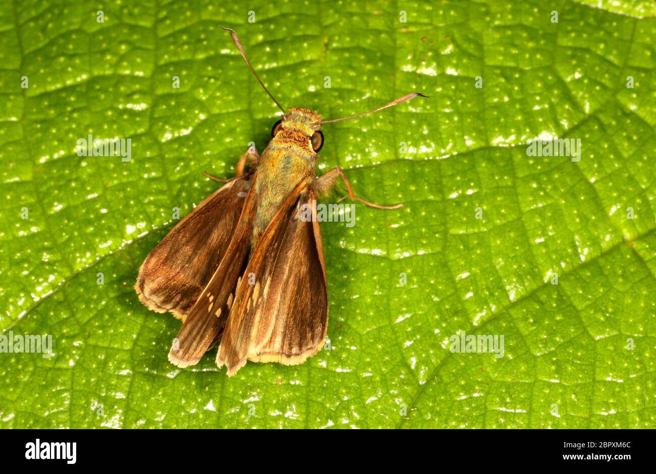 Papillon Swift de Bevan, Pseudoborbo bevani, Ganeshgudi, Karnataka, Inde Banque D'Images