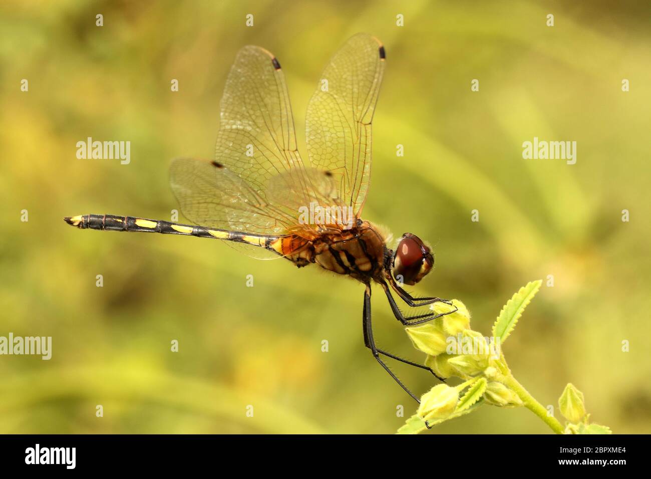 Dragonfly à long pattes, Trithemis pallisdinervis, Hesaraghatta, Bangalore, Karnataka, Inde Banque D'Images
