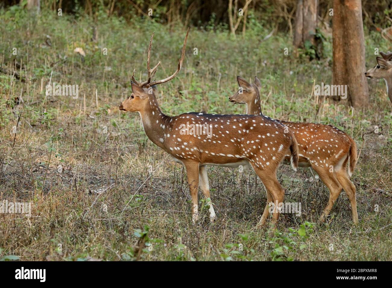 Chital Deer, Axis axis, Bandipur National Park, Karnataka, Inde Banque D'Images