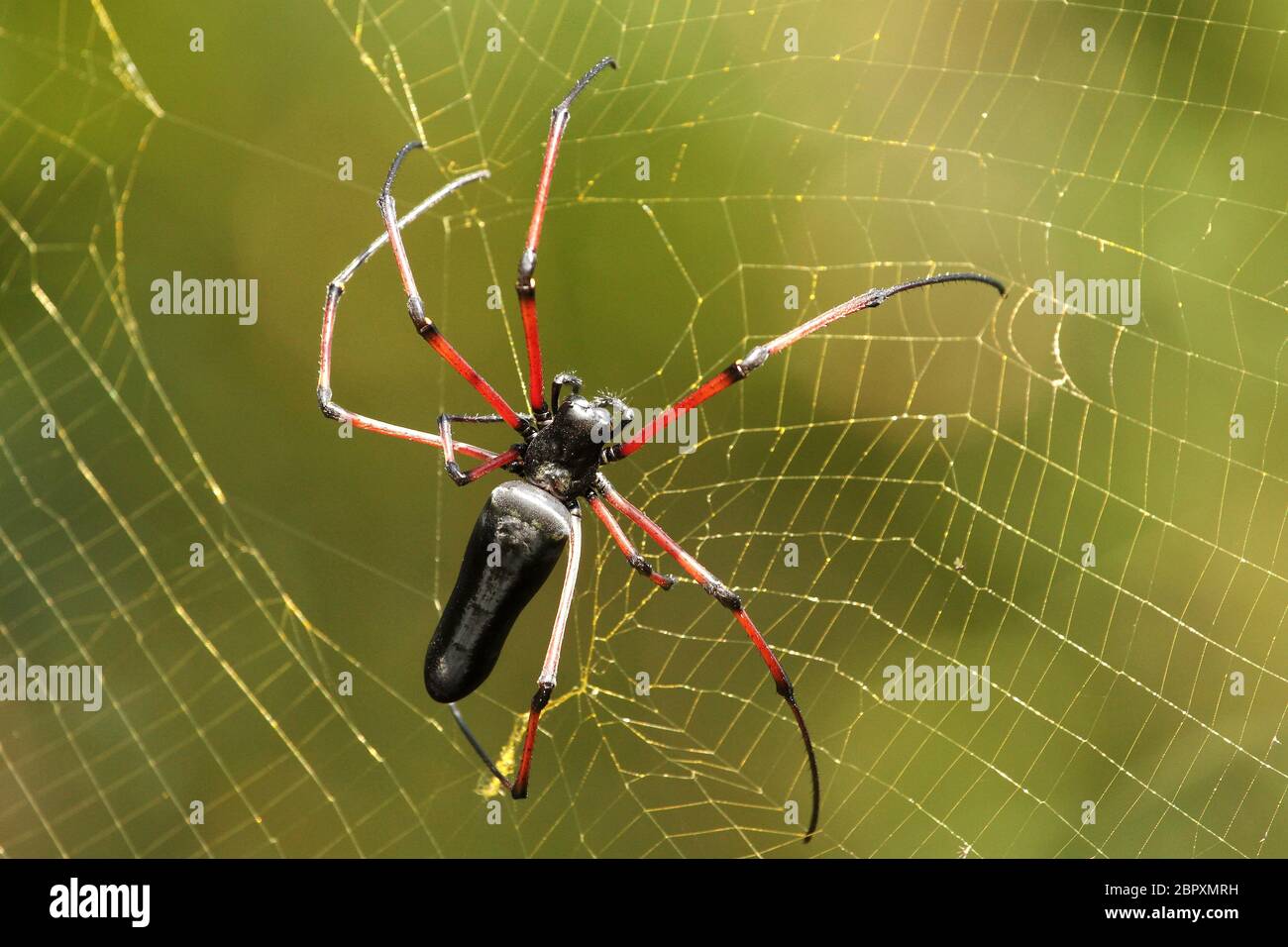 Femelle indienne Gaint Wood Spider, Nephila pilipes, Coorg, Karnataka, Inde Banque D'Images