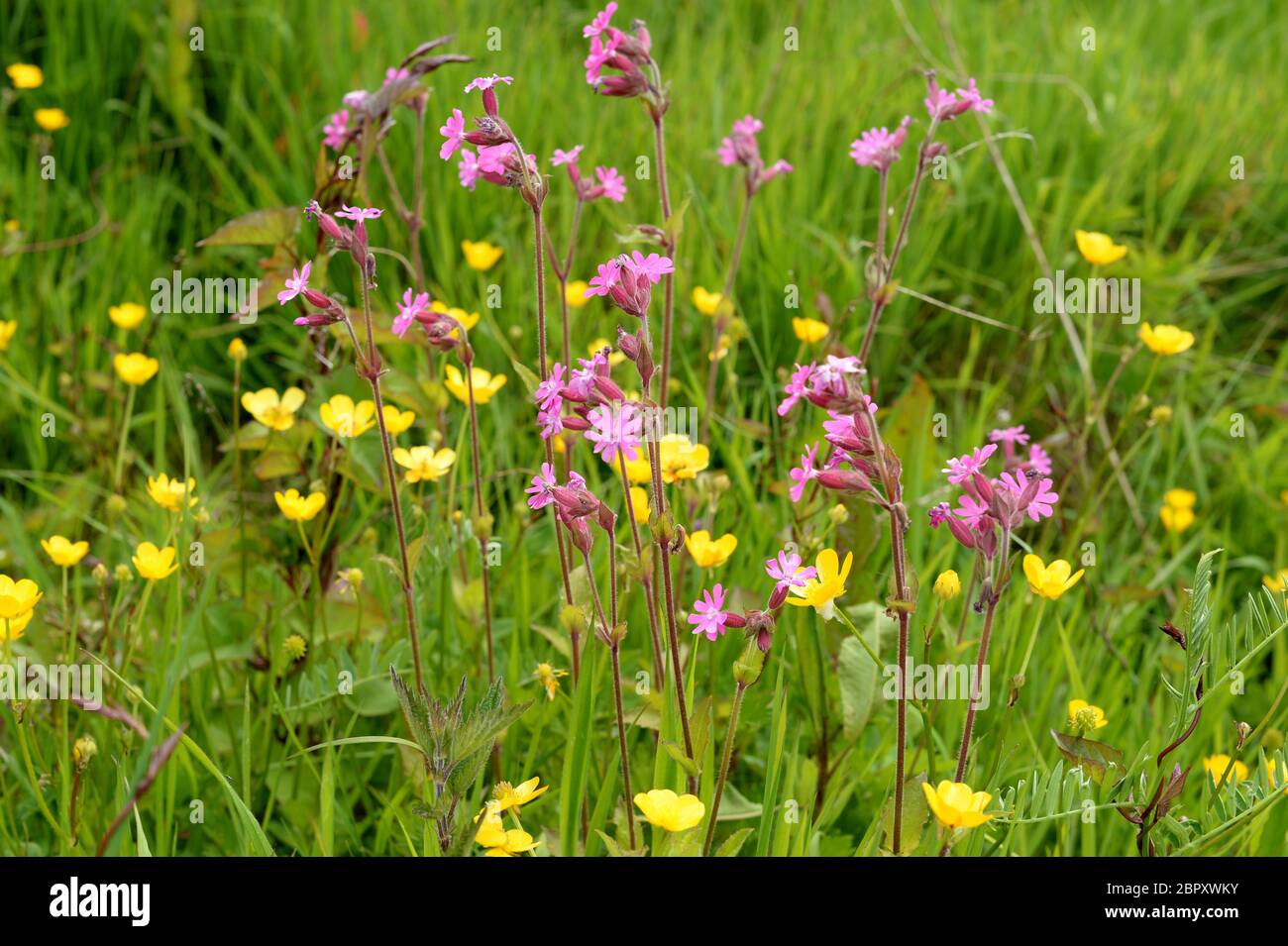 Les campons rouges qui poussent parmi les buttercups sur le bord du pré Banque D'Images