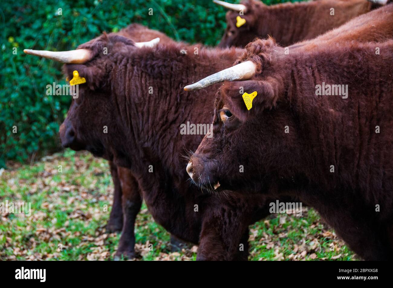 Rouge rubis du bétail dans un champ dans Branscombe village, l'est du Devon, Grande Bretagne. Banque D'Images