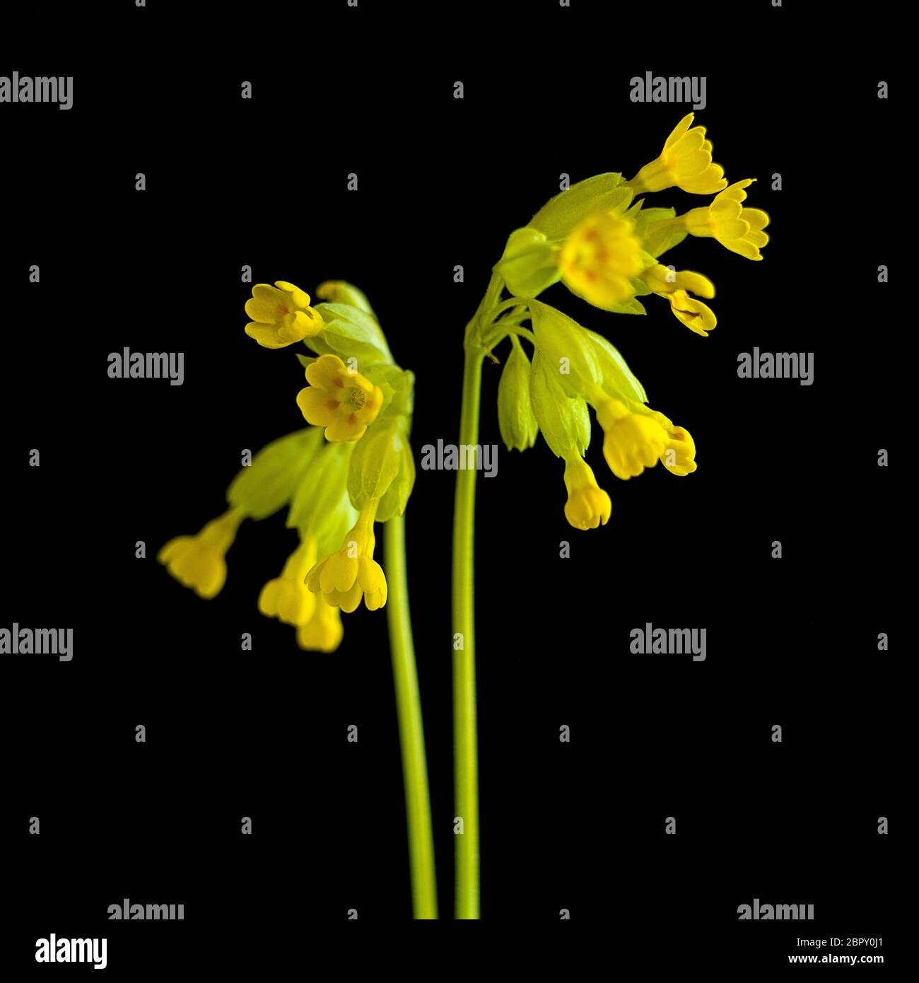 Cliché sélectif de deux tiges de fleurs de cowslide jaunes sur fond noir Banque D'Images