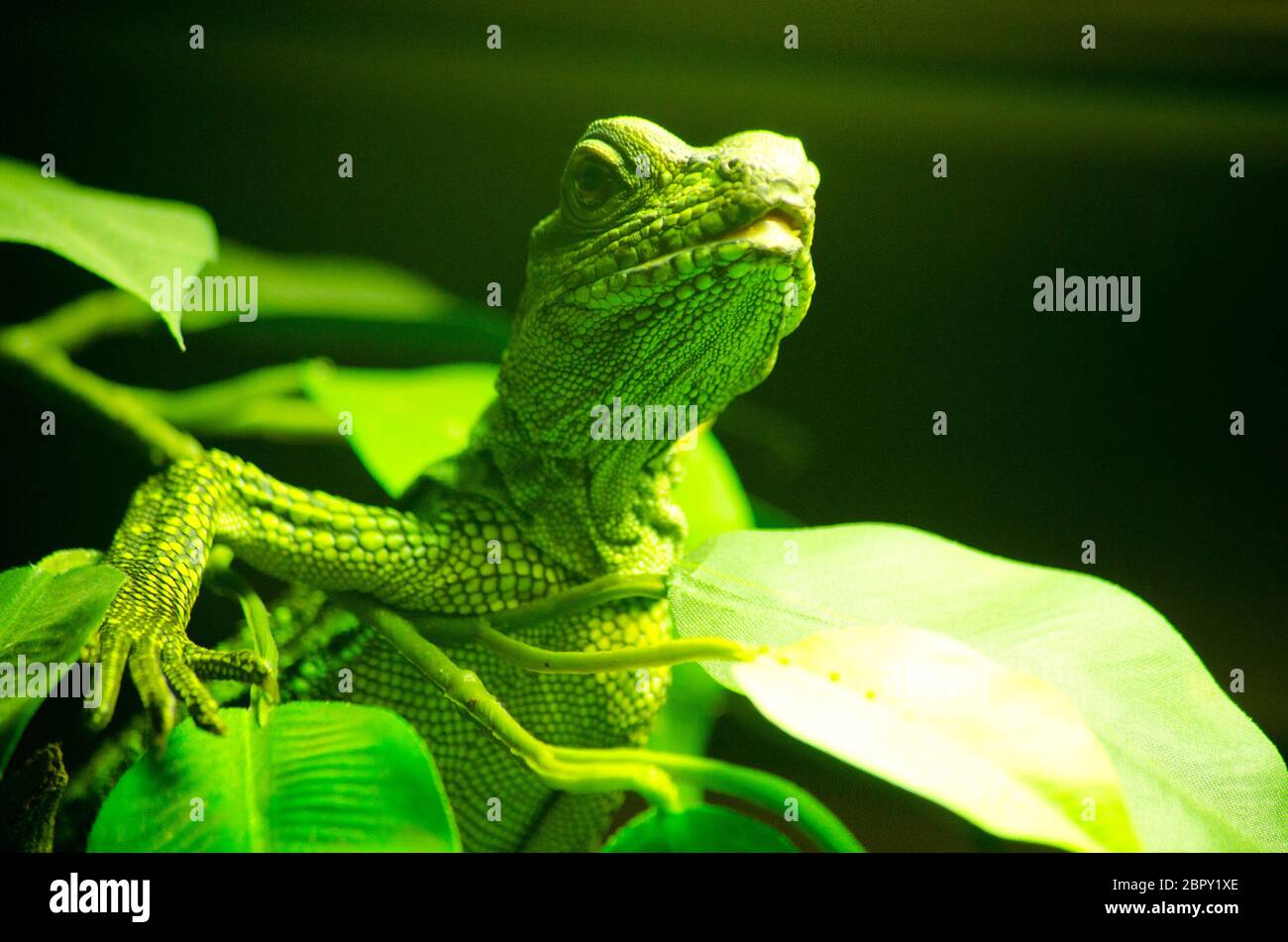 le lézzard vert dort sur l'arbre Banque D'Images