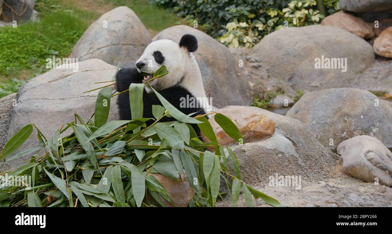 Joli Panda manger du bambou vert Banque D'Images