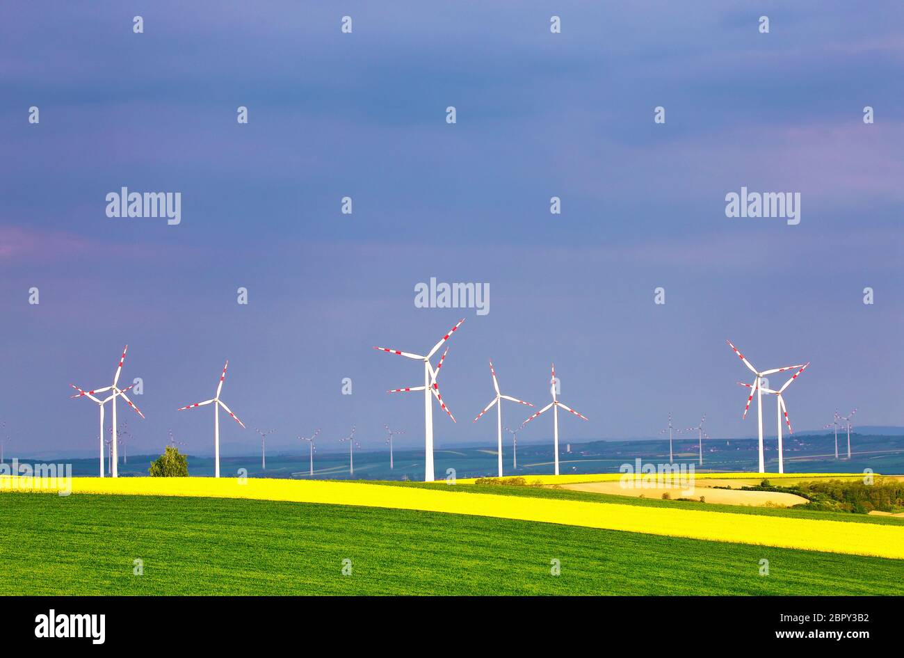 Champs de colza jaune printemps avec des centrales éoliennes. Parc éoliennes produisant de l'électricité. L'environnement vert. Basse Autriche près de Poysdorf. Banque D'Images