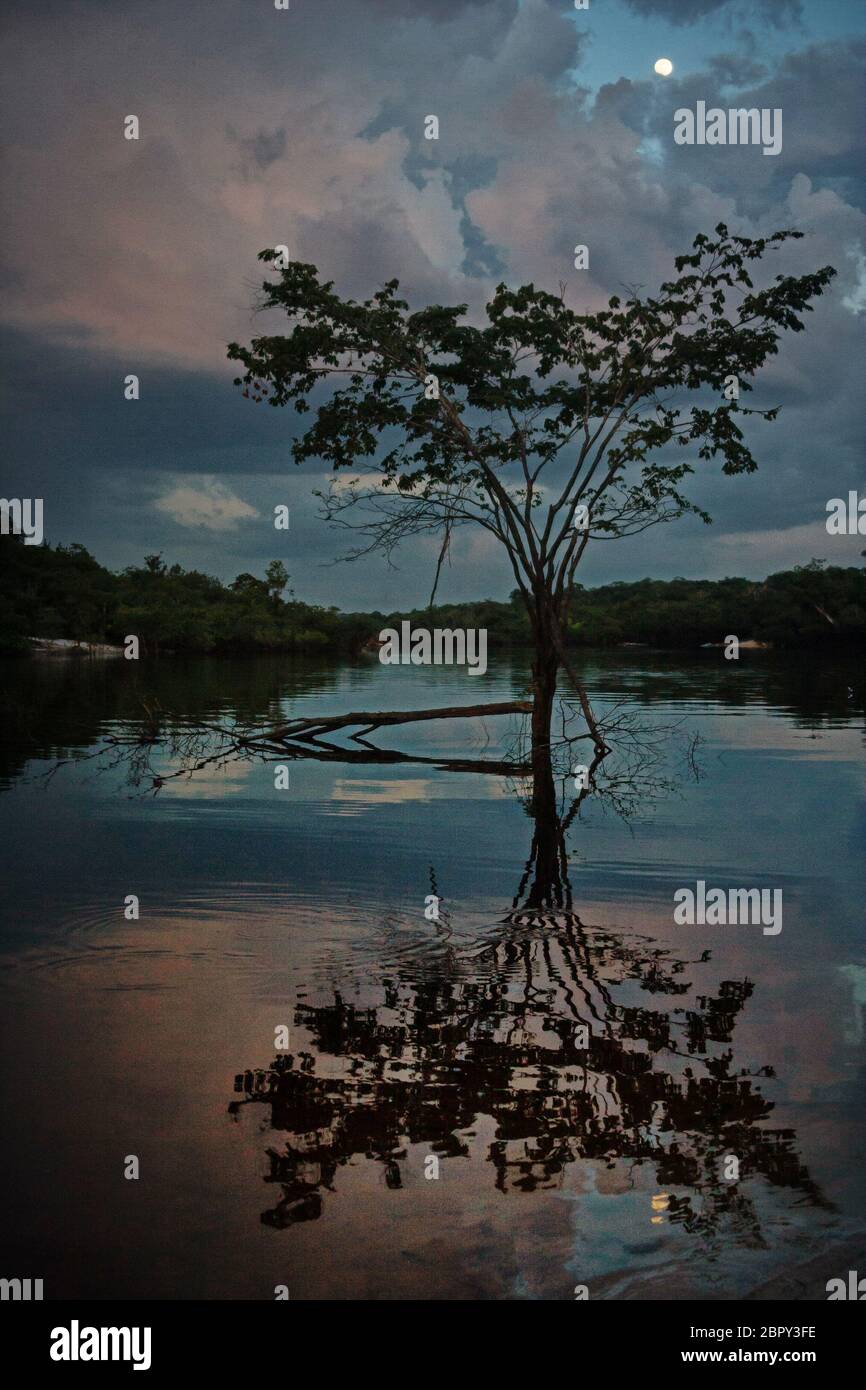 réflexion parfaite, un arbre dans une rivière au coucher du soleil Banque D'Images