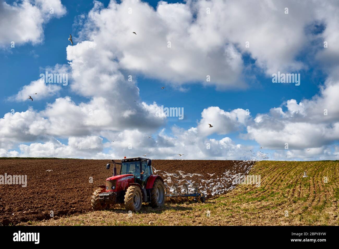 Un tracteur labourant des champs, suivi d'un troupeau de mouettes opportunistes Banque D'Images