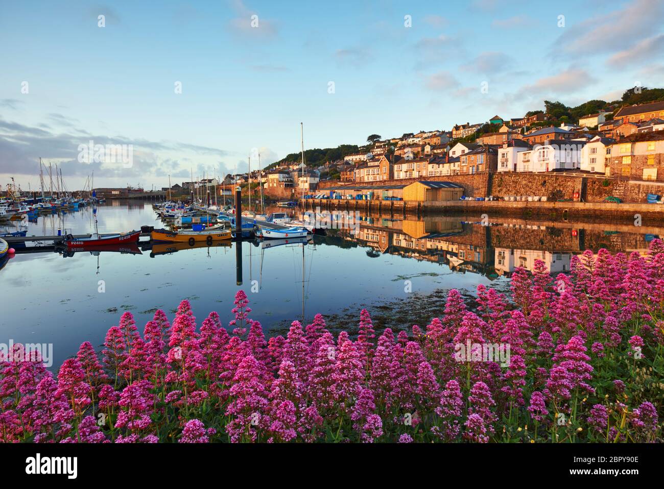 Newlyn Harbour en été avec des fleurs de la Valerian qui poussent le long du front de mer Banque D'Images