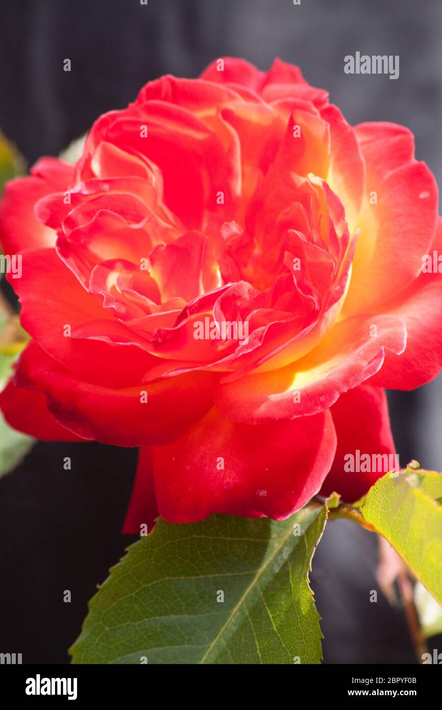 Rose (Rosa) dans le soleil Banque D'Images