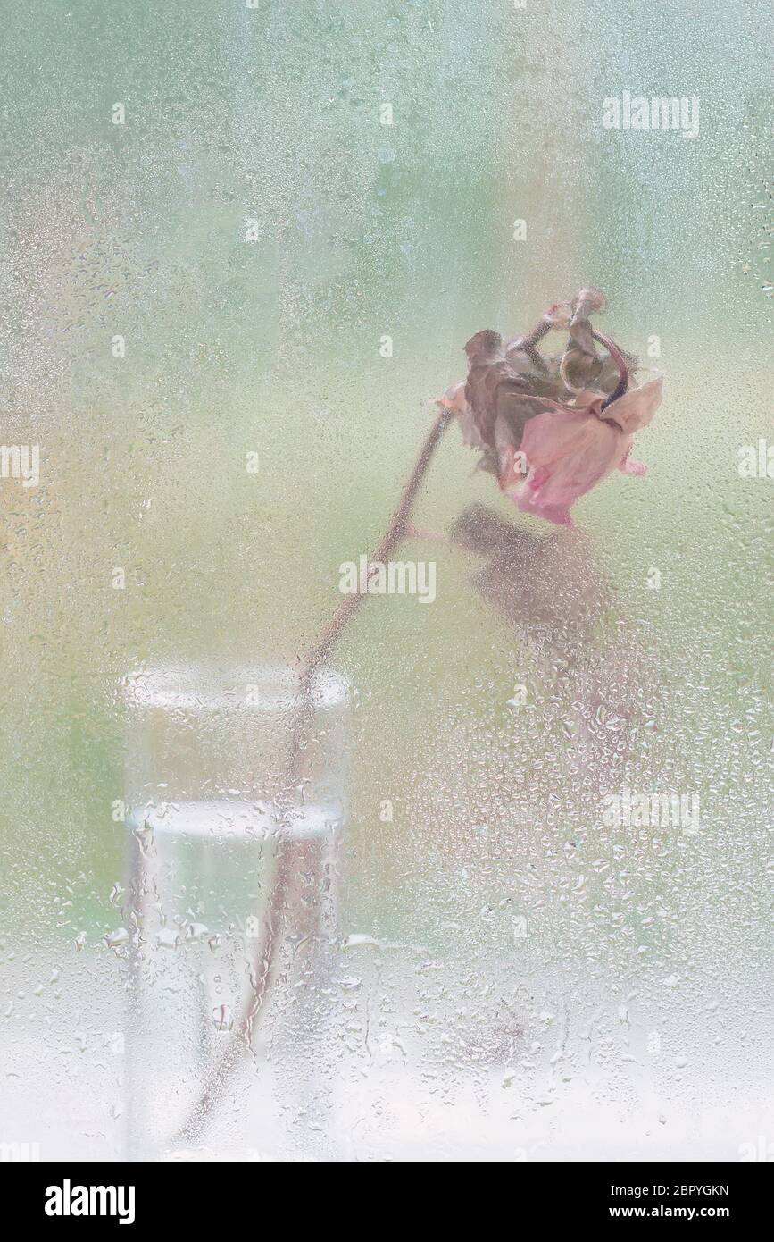 Résumé arrière-plan flou, fleur sèche, rose séchée dans un vase près d'une fenêtre humide, jour de pluie. Concept de solitude, tristesse, humeur dramatique Banque D'Images