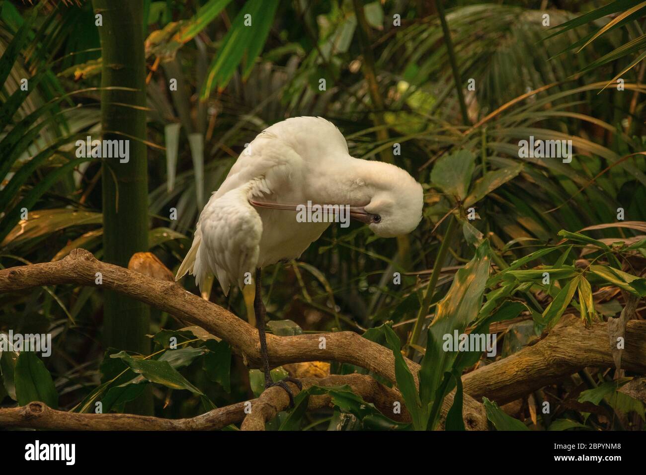 La spatule d'Afrique (Platalea alba) une succursale avec fond vert Banque D'Images