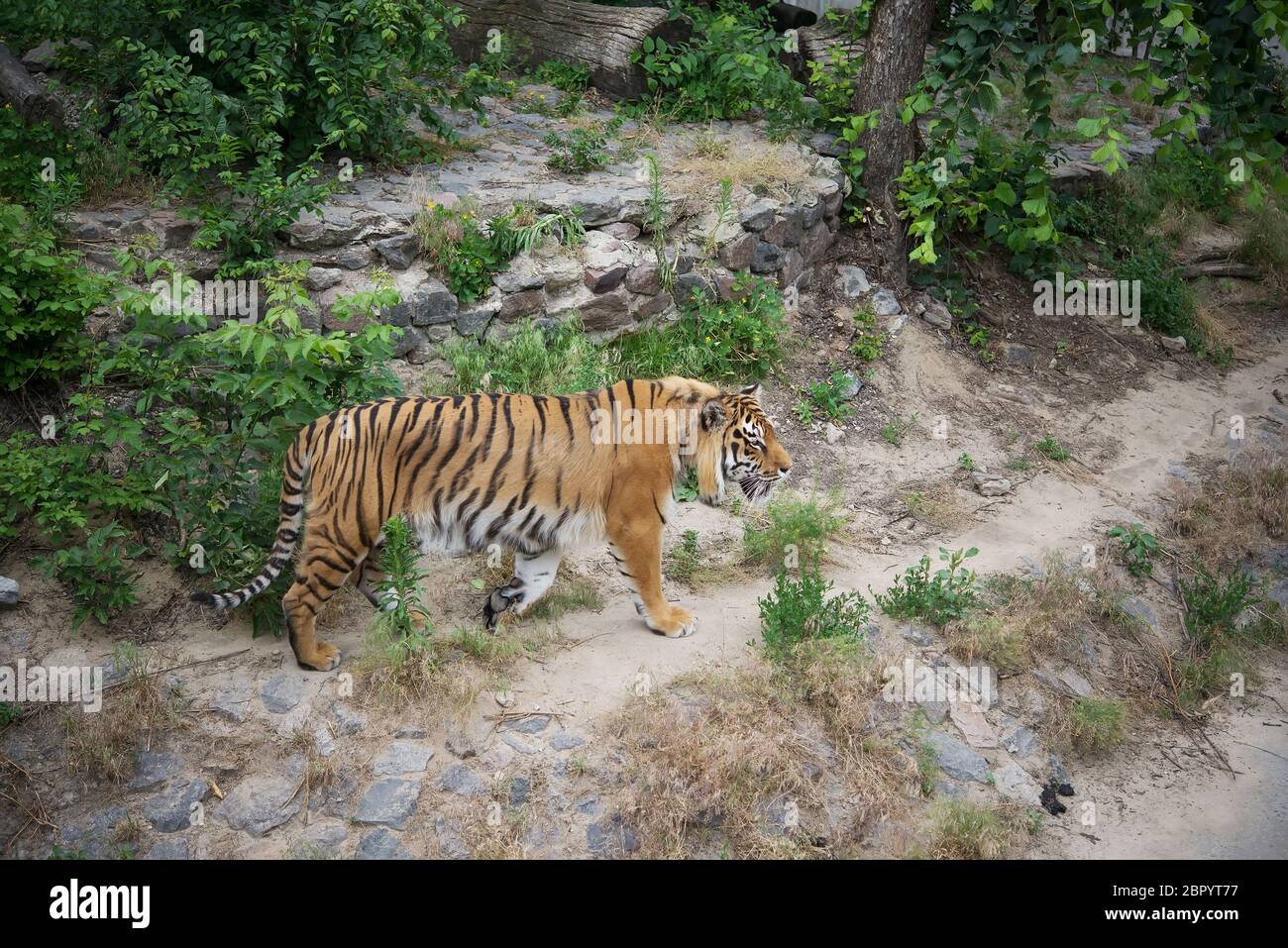 Tigre marchant dans un zoo. Banque D'Images