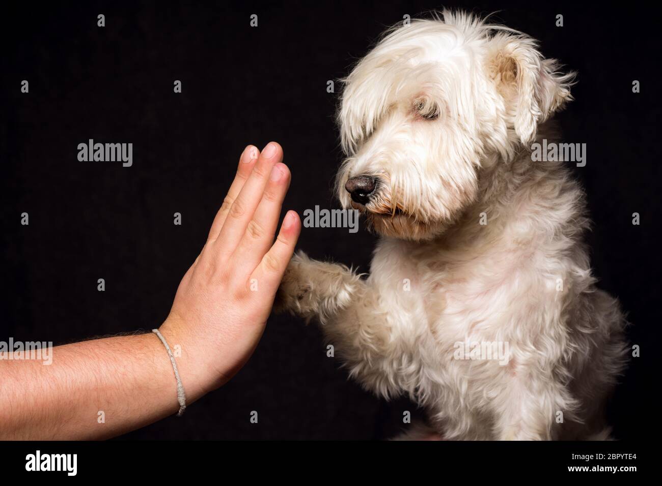Amitié et dévotion du chien blanc schnauzer sur fond sombre, le chien donne cinq avec sa patte à la main masculine. Concept d'amitié. Banque D'Images