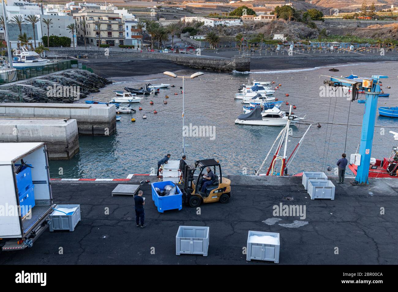 Déchargement de gros thon à nageoires jaunes du bateau par grue dans des boîtes pour les amener au marché au quai de Playa San Juan, Tenerife, Iles Canaries, SPAI Banque D'Images