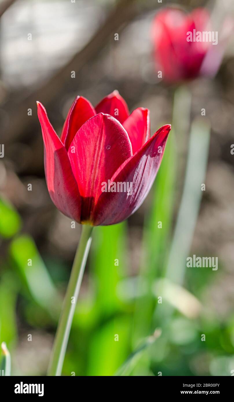 Sur le parterre de tulipes Banque D'Images