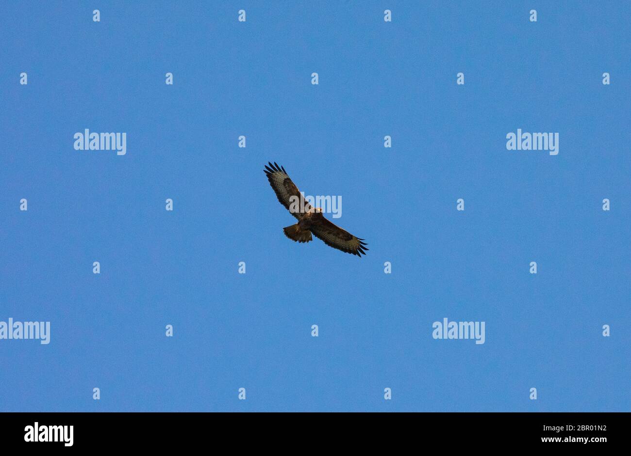 buteo buteo, bourdonnement Banque D'Images