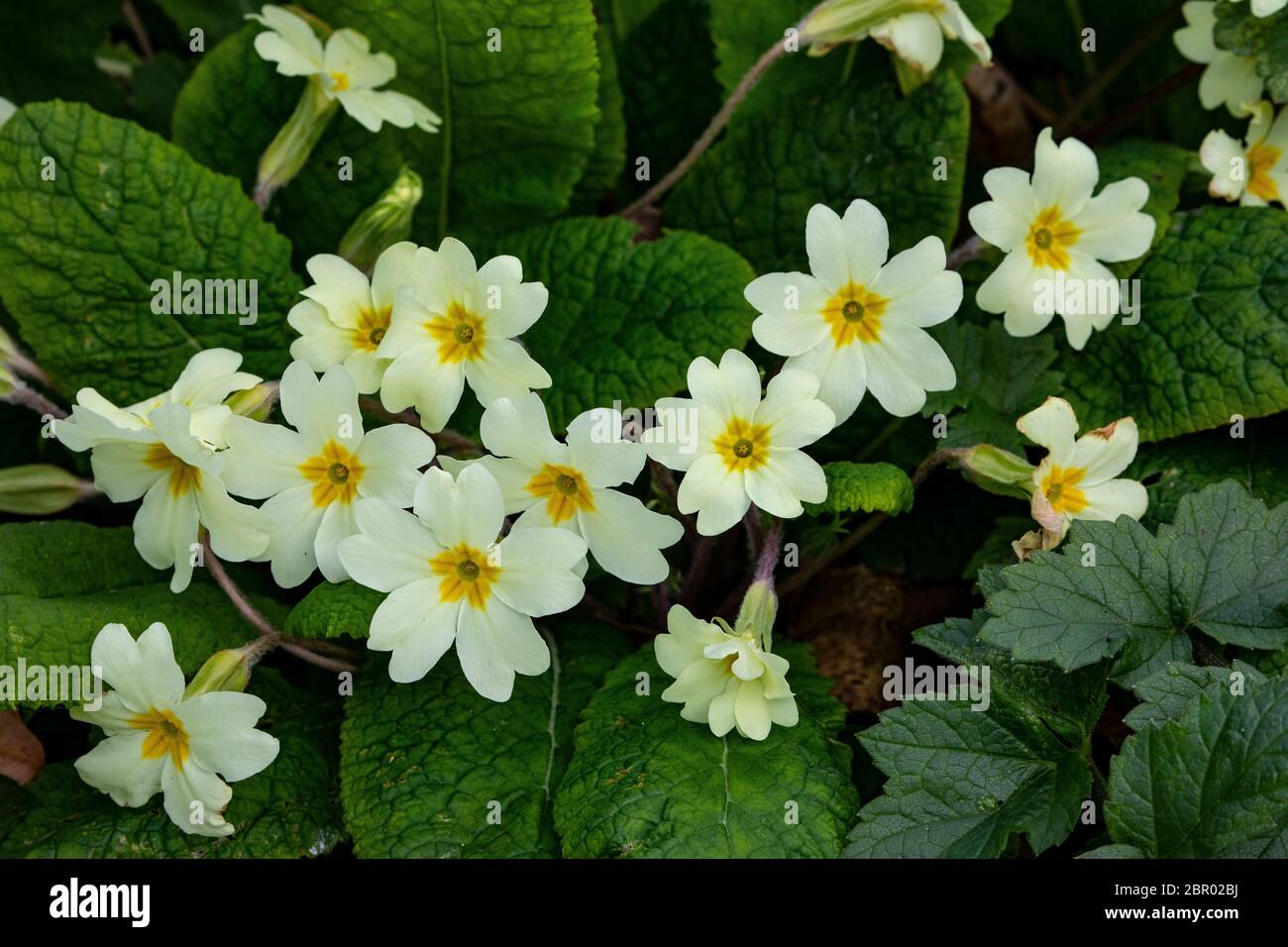 Primula vulgaris, Primrose Banque D'Images