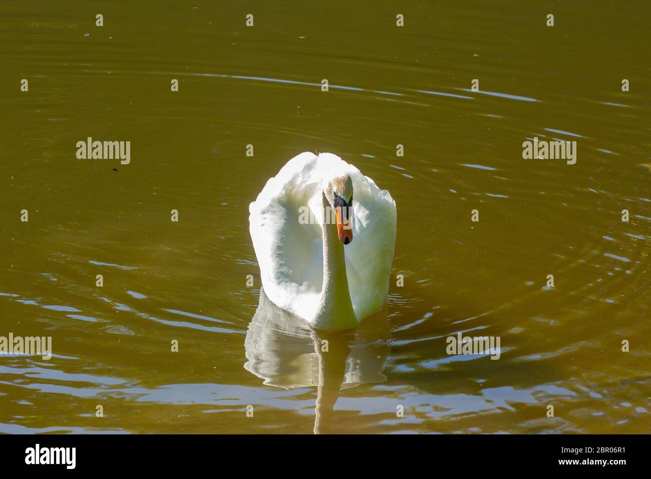 Vue avant d'un cygne en colère nageant directement vers la caméra en contre-jour Banque D'Images