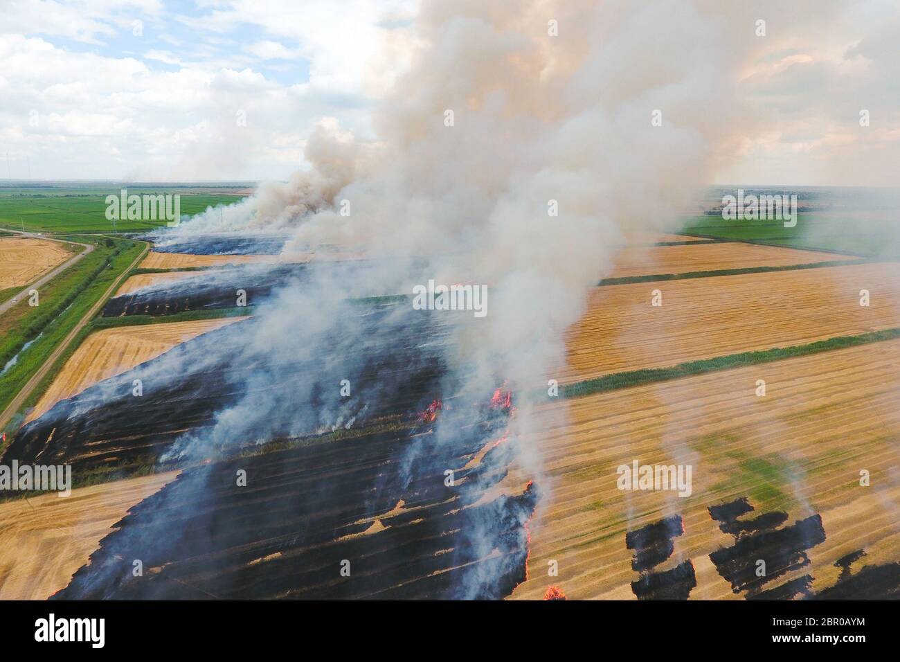 La combustion de la paille dans les champs de blé après la récolte. La pollution de l'atmosphère de fumée. Banque D'Images