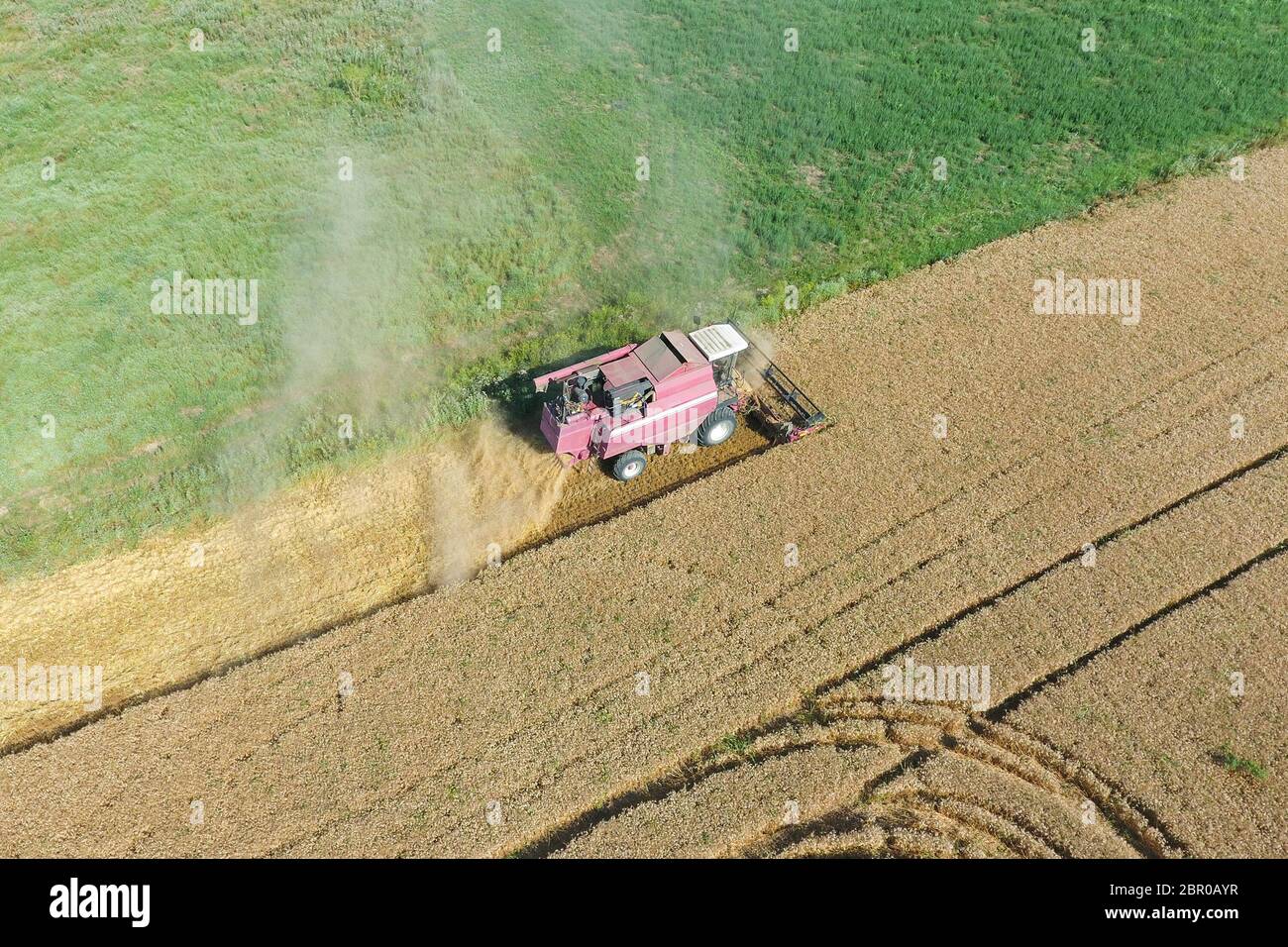 Le nettoyage du blé l'ensileuse. Ripe wheat harvester tondu et la paille traitée facilement derrière lui. Vue d'en haut. Banque D'Images