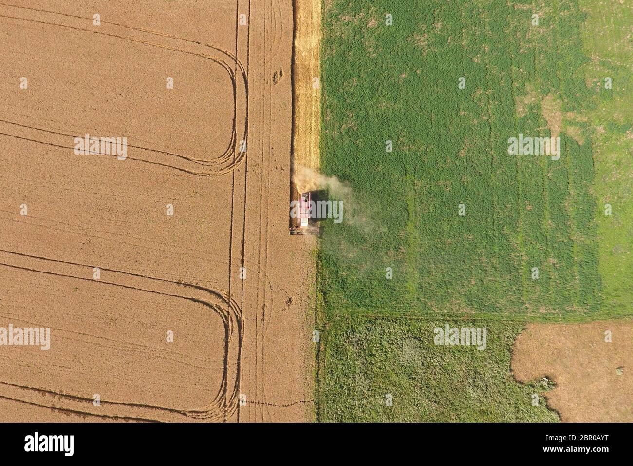Le nettoyage du blé l'ensileuse. Ripe wheat harvester tondu et la paille traitée facilement derrière lui. Vue d'en haut. Banque D'Images