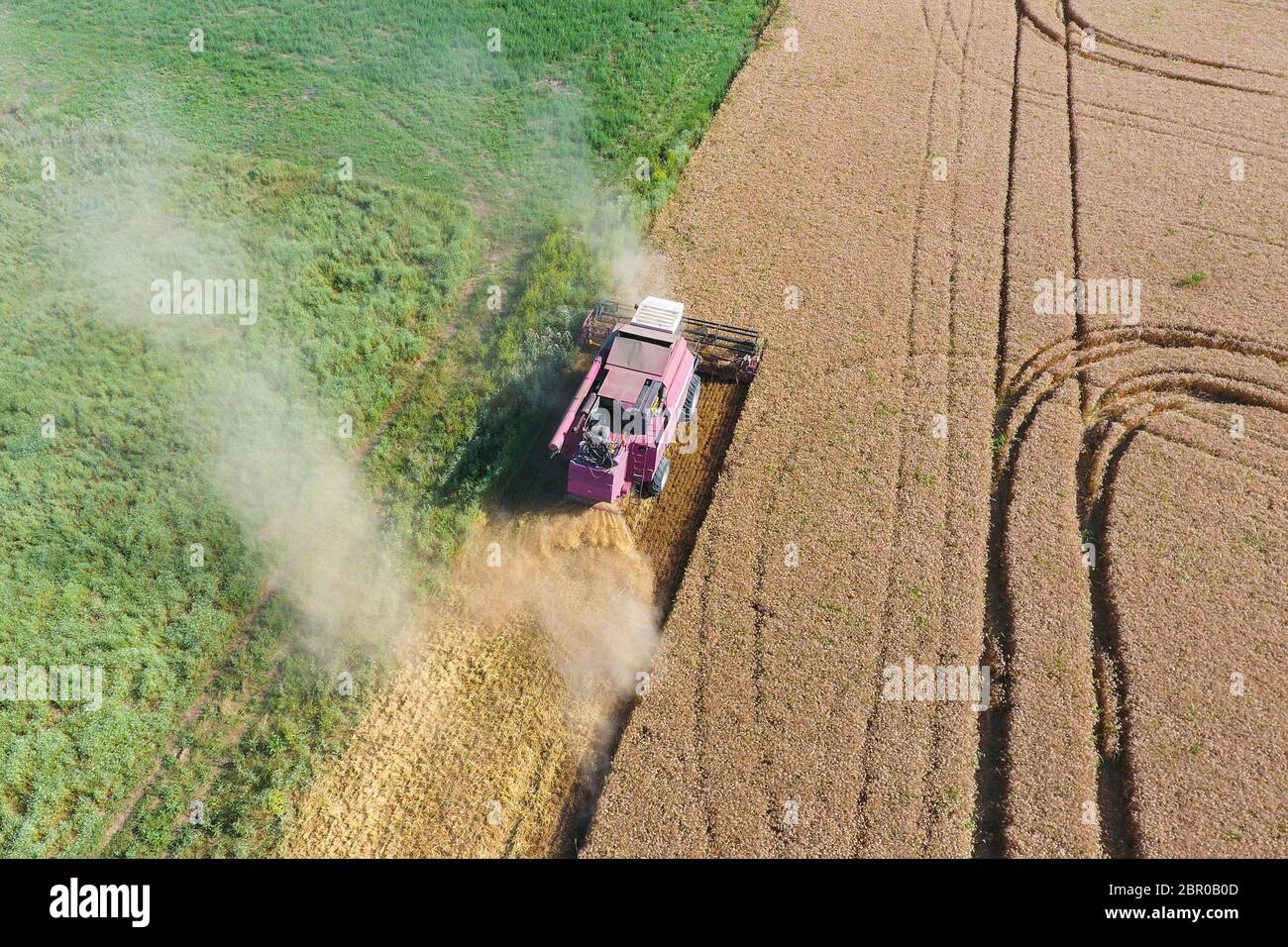 Le nettoyage du blé l'ensileuse. Ripe wheat harvester tondu et la paille traitée facilement derrière lui. Vue d'en haut. Banque D'Images